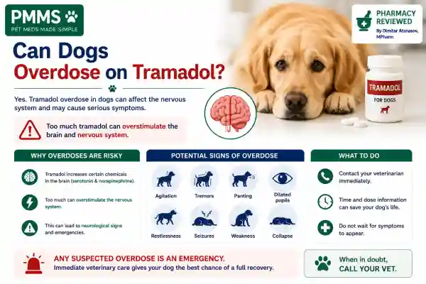 What Happens If Dogs Overdose on Pain Medication?