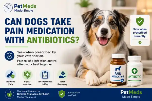 Can Dogs Take Pain Medication With Antibiotics?