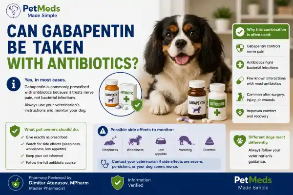 Can Dogs Take Pain Medication With Antibiotics?