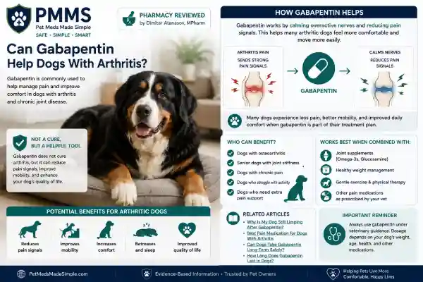 Can Senior Dogs Take Gabapentin Safely?