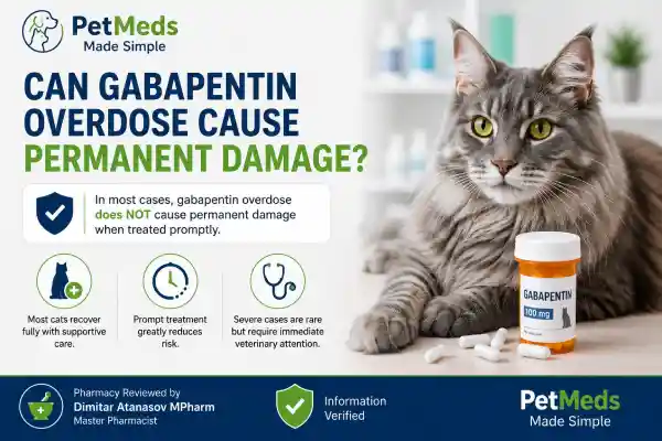 Can Cats Overdose on Gabapentin