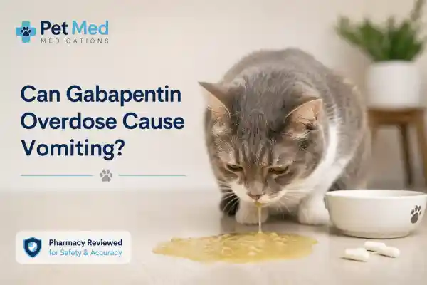 Can Cats Overdose on Gabapentin