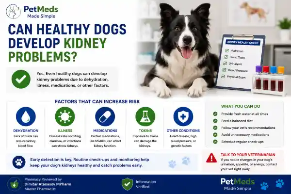 Can NSAIDs Cause Kidney Problems in Dogs