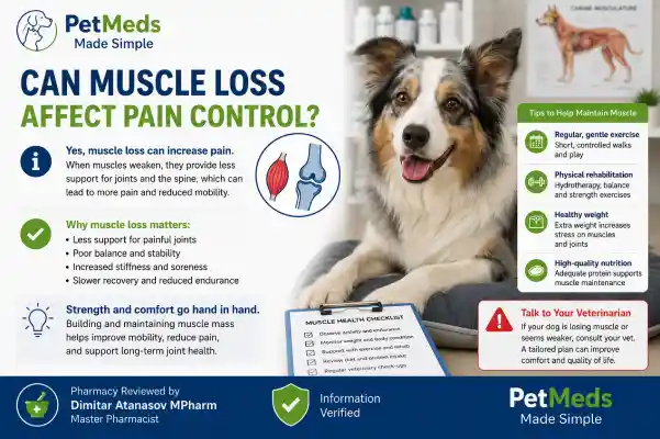 Can Dogs Build Tolerance to Pain Medication