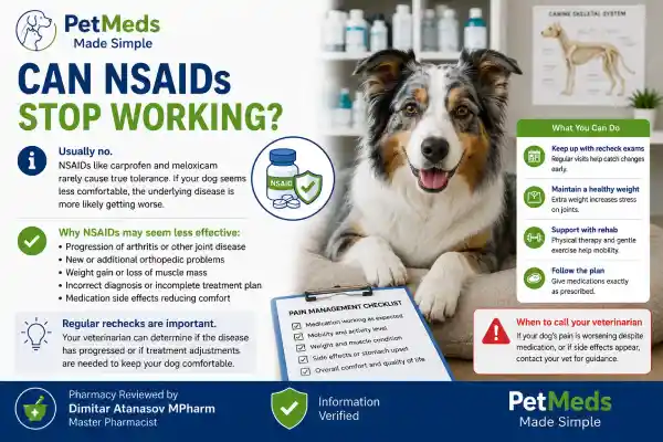 Can Dogs Build Tolerance to Pain Medication