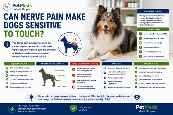 Why Is My Dog More Sensitive to Touch Suddenly