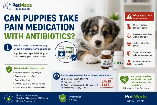 Can Dogs Take Pain Medication With Antibiotics?