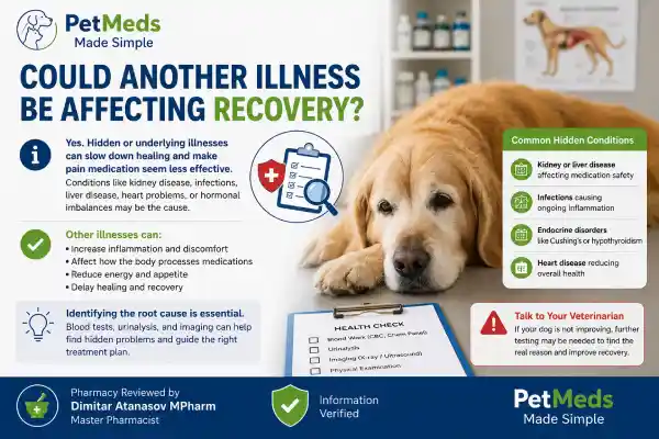 Why Is My Dog Not Improving on Pain Medication