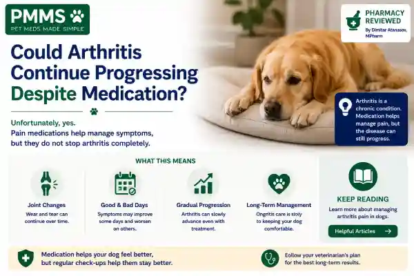 Why Is My Dog Still Limping After Medication?