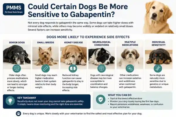 Why Is My Dog Falling Over After Gabapentin