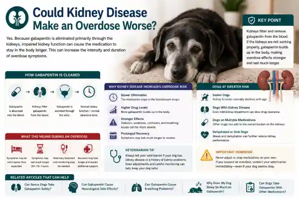 Can Dogs Overdose on Gabapentin