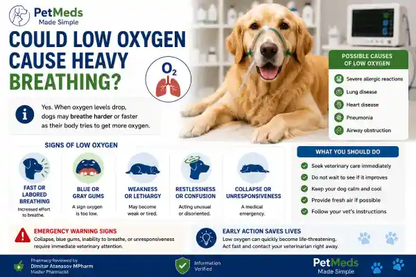 Why Is My Dog Breathing Hard After Medication