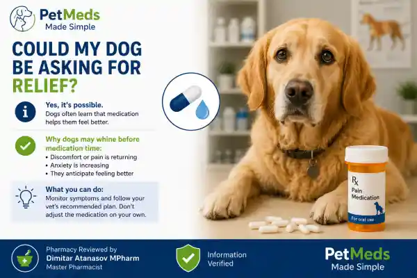 Why Does My Dog Whine Before Medication Time