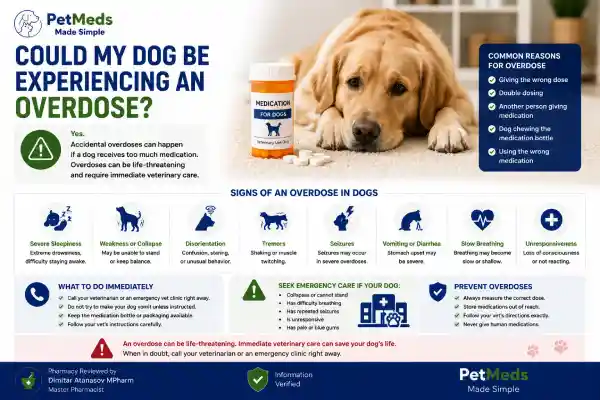 Is My Dog Suddenly Worse After Medication
