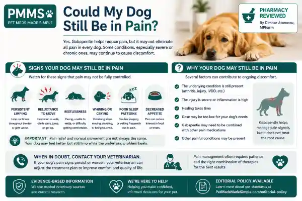 Why Is My Dog Still Limping After Gabapentin