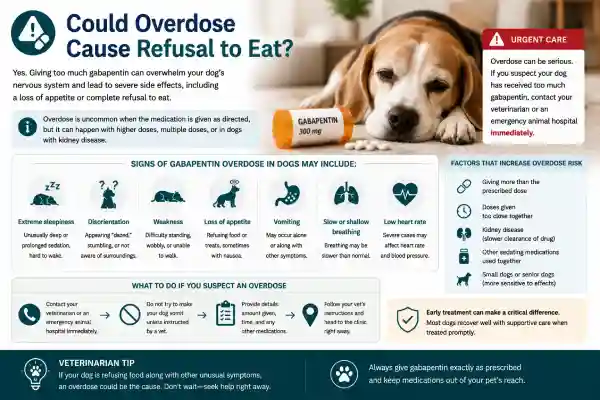 Why Is My Dog Refusing Food on Gabapentin