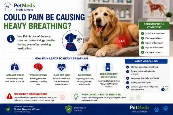 Why Is My Dog Breathing Hard After Medication
