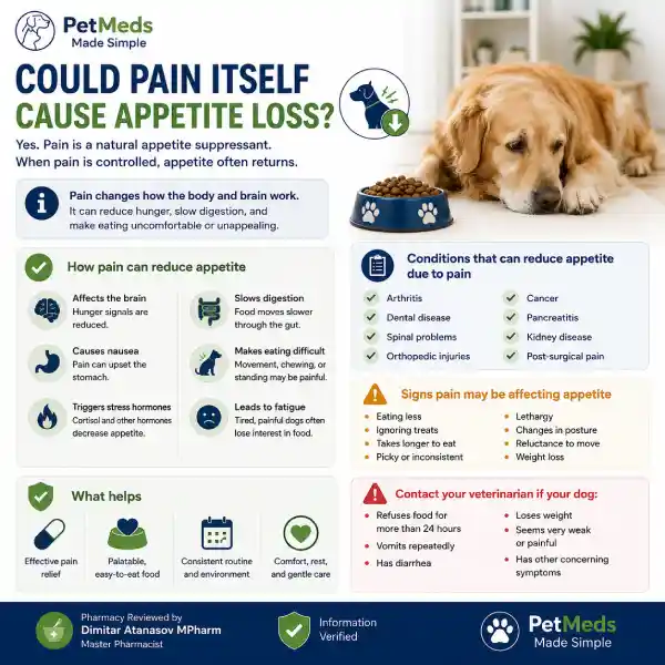 Can Pain Medication Affect Appetite in Dogs?
