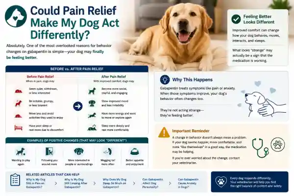 Why Is My Dog Acting Strange on Gabapentin