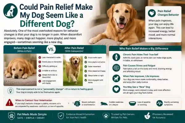 Can Gabapentin Affect Dog Personality