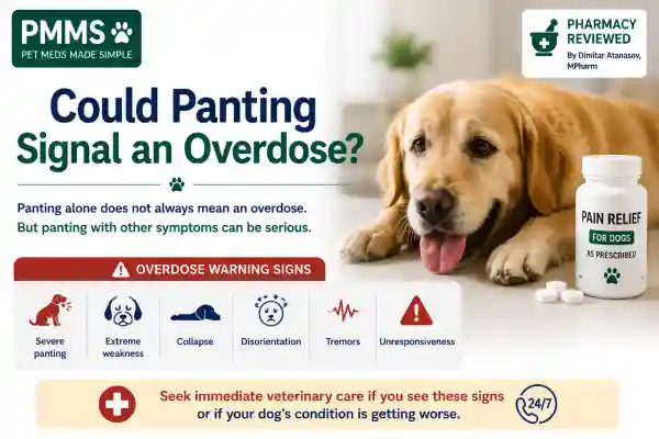 Why Is My Dog Panting After Pain Medication
