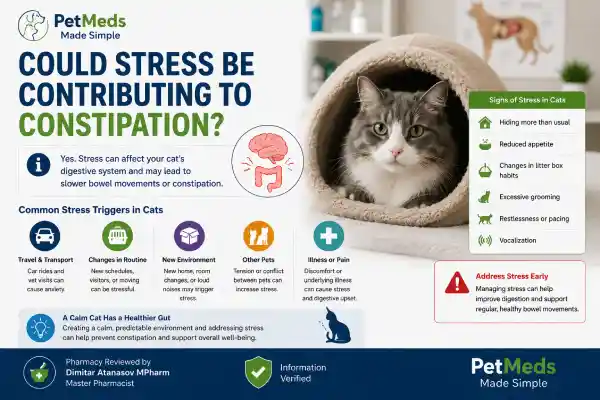 Can Gabapentin Cause Constipation in Cats