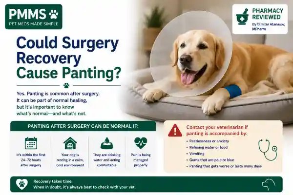 Why Is My Dog Panting After Pain Medication