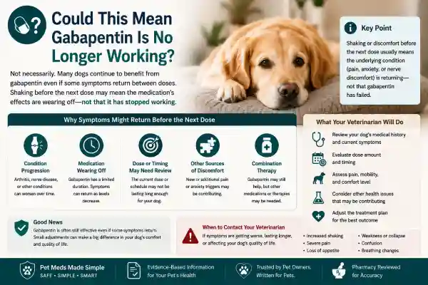 Why Does My Dog Shake Before Gabapentin Wears Off?