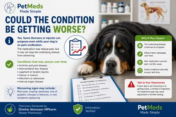 Why Is My Dog Not Improving on Pain Medication