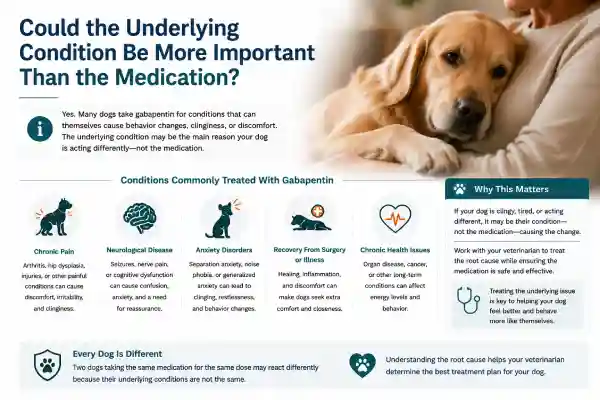 Why Is My Dog Clingy After Gabapentin
