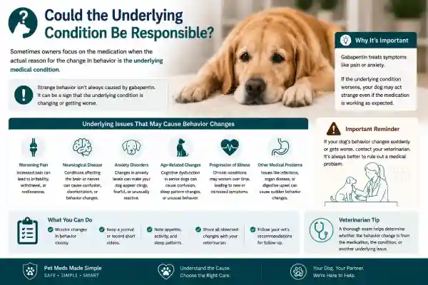Why Is My Dog Acting Strange on Gabapentin