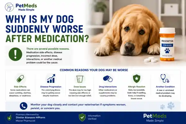 Is My Dog Suddenly Worse After Medication