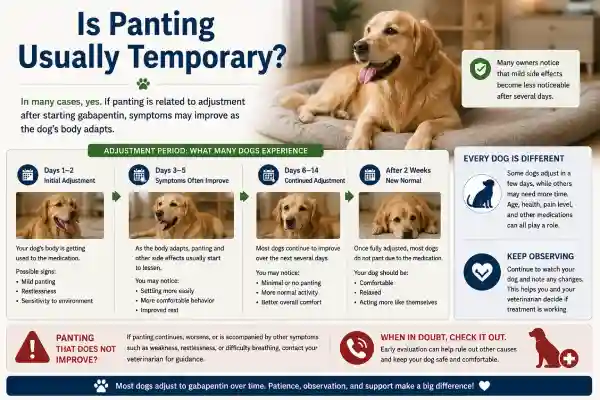 Why Is My Dog Panting After Gabapentin?