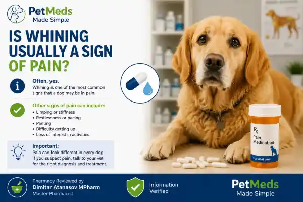 Why Does My Dog Whine Before Medication Time