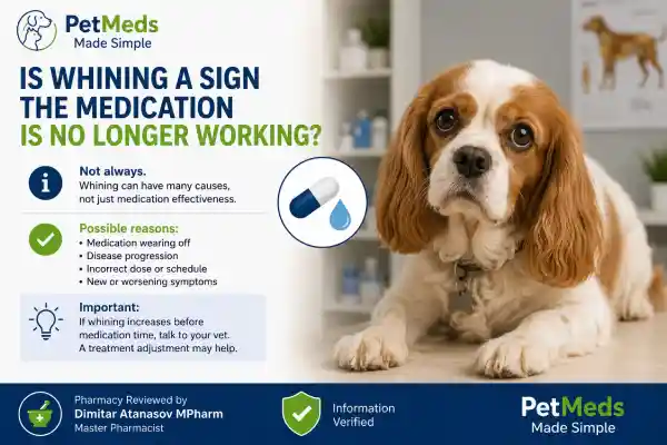 Why Does My Dog Whine Before Medication Time
