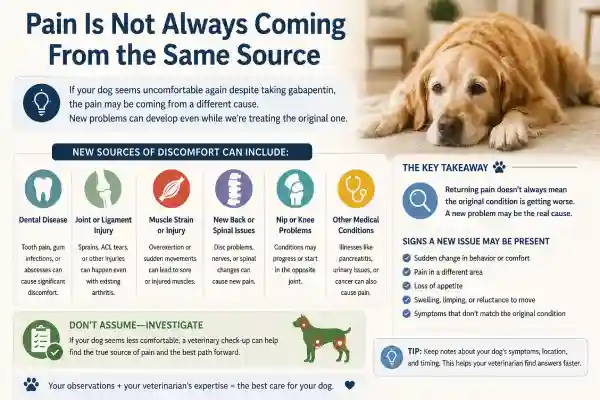 Why Does Gabapentin Stop Working in Dogs?
