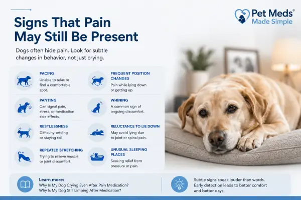 Why Is My Dog Restless at Night Despite Pain Medication