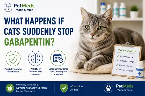 What Happens If Cats Suddenly Stop Gabapentin?