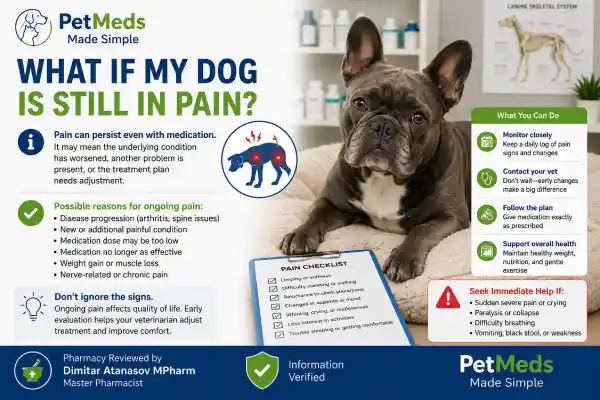 Can Dogs Build Tolerance to Pain Medication