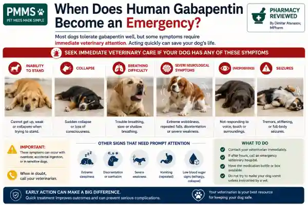 Can Dogs Take Human Gabapentin Capsules