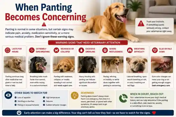 Why Is My Dog Panting After Gabapentin?