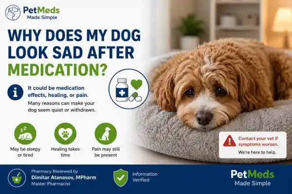 Why Does My Dog Look Sad After Medication