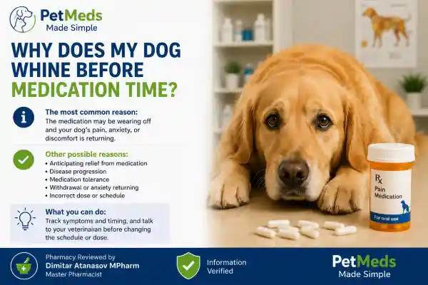 Why Does My Dog Whine Before Medication Time