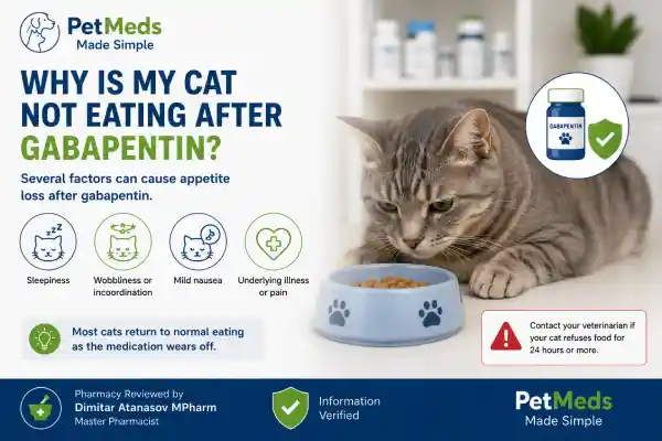 Why Is My Cat Not Eating After Gabapentin