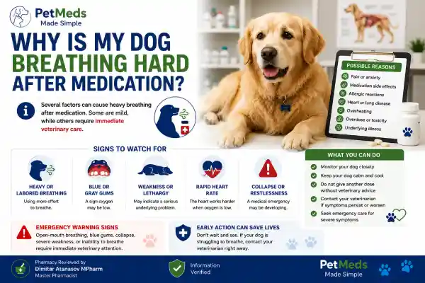 Why Is My Dog Breathing Hard After Medication