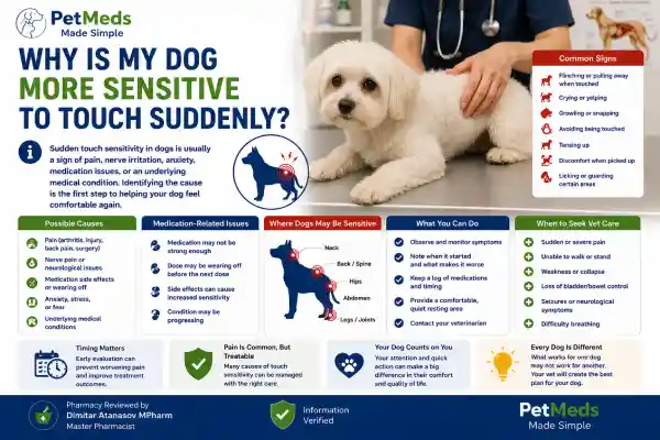Why Is My Dog More Sensitive to Touch Suddenly