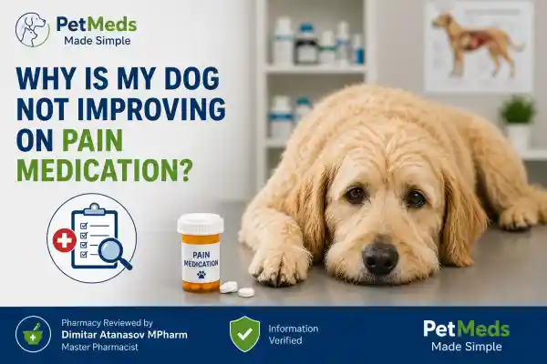 Why Is My Dog Not Improving on Pain Medication