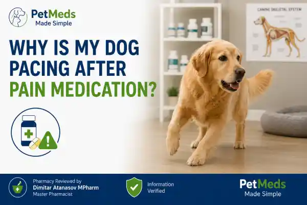 Why Is My Dog Pacing After Pain Medication