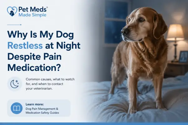 Why Is My Dog Restless at Night Despite Pain Medication