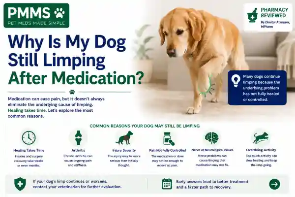 Why Is My Dog Still Limping After Medication